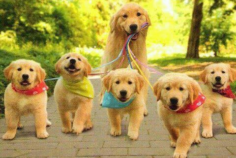 Dog walking service in Bideford, Dog walking in Barnstaple, Pet care and house sitting services. friendly, caring dog walking service for regular, occasional and one-off dog walks