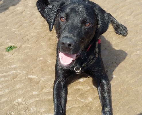 Dog Walking in Barstaple 6 Dog walking service in Bideford, Dog walking in Barnstaple, Pet care and house sitting services. friendly, caring dog walking service for regular, occasional and one-off dog walks