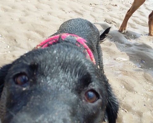 Dog Walking in Barstaple 5 Dog walking service in Bideford, Dog walking in Barnstaple, Pet care and house sitting services. friendly, caring dog walking service for regular, occasional and one-off dog walks