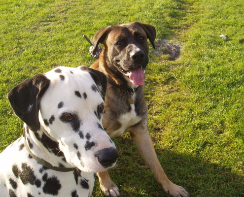 Dog Walking in Barstaple 4 Dog walking service in Bideford, Dog walking in Barnstaple, Pet care and house sitting services. friendly, caring dog walking service for regular, occasional and one-off dog walks