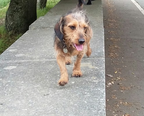 Dog Walking in Barstaple 1 Dog walking service in Bideford, Dog walking in Barnstaple, Pet care and house sitting services. friendly, caring dog walking service for regular, occasional and one-off dog walks