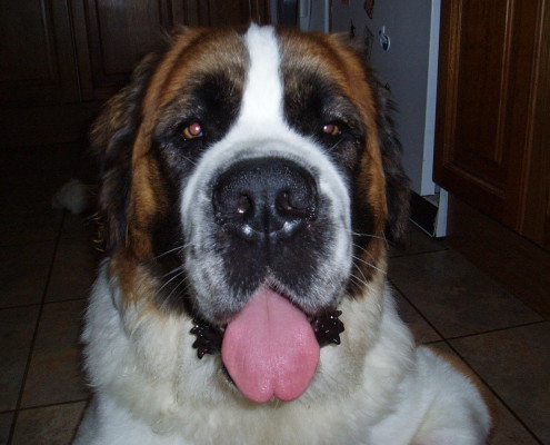 Dog Walking in Barstaple Dog walking service in Bideford, Dog walking in Barnstaple, Pet care and house sitting services. friendly, caring dog walking service for regular, occasional and one-off dog walks