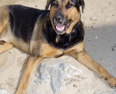 Dog Walking in Bideford 5 Dog walking service in Bideford, Dog walking in Barnstaple, Pet care and house sitting services. friendly, caring dog walking service for regular, occasional and one-off dog walks