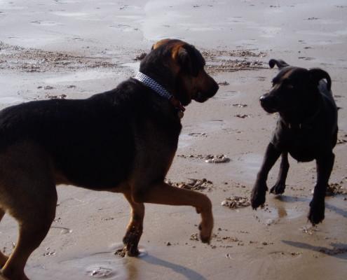 Dog Walking in Barstaple 3 Dog walking service in Bideford, Dog walking in Barnstaple, Pet care and house sitting services. friendly, caring dog walking service for regular, occasional and one-off dog walks