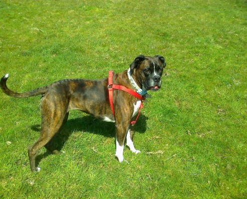 Dog Walking in Bideford 2 Dog walking service in Bideford, Dog walking in Barnstaple, Pet care and house sitting services. friendly, caring dog walking service for regular, occasional and one-off dog walks