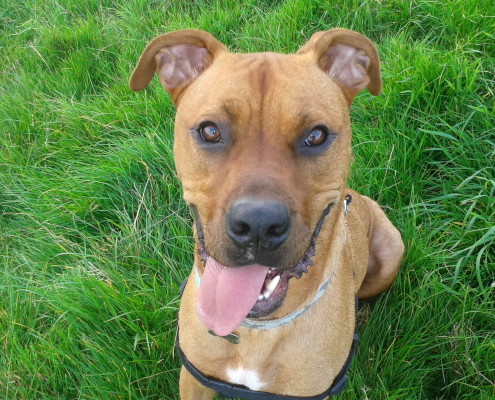 Dog Walking in Bideford 1 Dog walking service in Bideford, Dog walking in Barnstaple, Pet care and house sitting services. friendly, caring dog walking service for regular, occasional and one-off dog walks