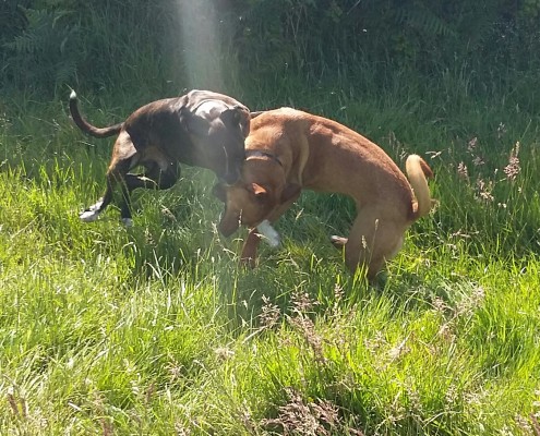Dog Walking in Barstaple & Bideford 8 Dog walking service in Bideford, Dog walking in Barnstaple, Pet care and house sitting services. friendly, caring dog walking service for regular, occasional and one-off dog walks