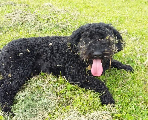 Dog Walking in Barstaple & Bideford 7 Dog walking service in Bideford, Dog walking in Barnstaple, Pet care and house sitting services. friendly, caring dog walking service for regular, occasional and one-off dog walks