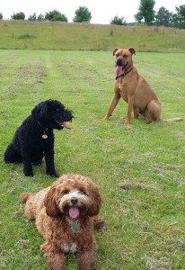 Dog walking service in Bideford, Dog walking in Barnstaple, Pet care and house sitting services. friendly, caring dog walking service for regular, occasional and one-off dog walks