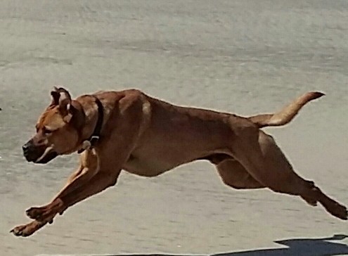 Dog Walking in Barstaple & Bideford 5 Dog walking service in Bideford, Dog walking in Barnstaple, Pet care and house sitting services. friendly, caring dog walking service for regular, occasional and one-off dog walks